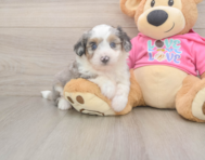 6 week old Aussiechon Puppy For Sale - Seaside Pups