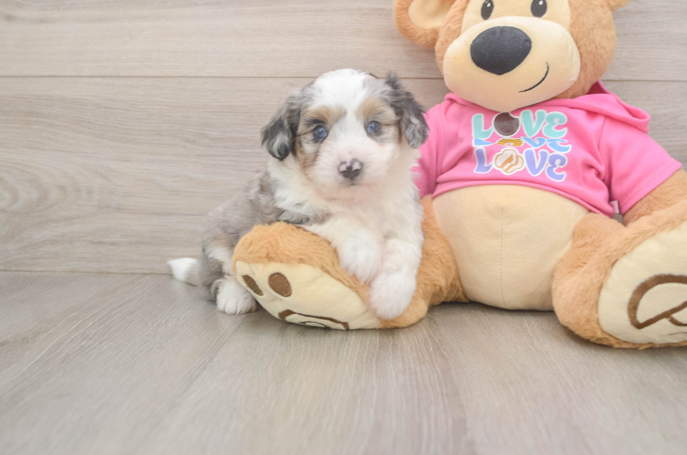 5 week old Aussiechon Puppy For Sale - Seaside Pups