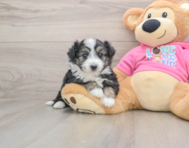 5 week old Aussiechon Puppy For Sale - Seaside Pups
