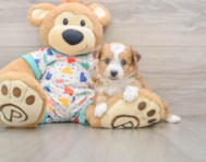 7 week old Aussiechon Puppy For Sale - Seaside Pups