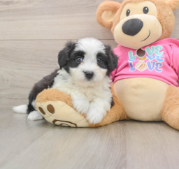 7 week old Aussiechon Puppy For Sale - Seaside Pups