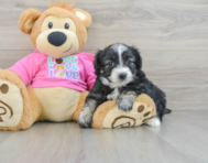 7 week old Aussiechon Puppy For Sale - Seaside Pups