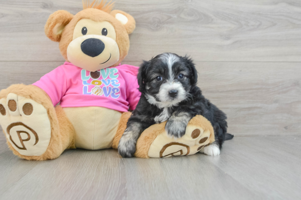 7 week old Aussiechon Puppy For Sale - Seaside Pups