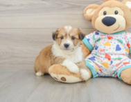 7 week old Aussiechon Puppy For Sale - Seaside Pups