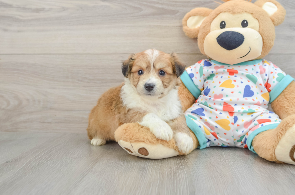 5 week old Aussiechon Puppy For Sale - Seaside Pups