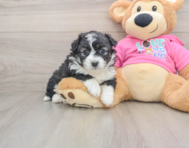 6 week old Aussiechon Puppy For Sale - Seaside Pups