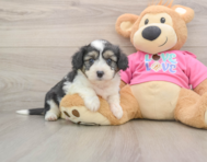 8 week old Aussiechon Puppy For Sale - Seaside Pups
