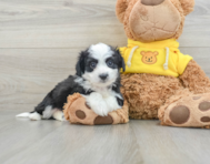 9 week old Aussiechon Puppy For Sale - Seaside Pups