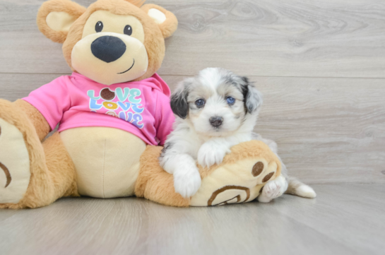 Aussiechon Pup Being Cute