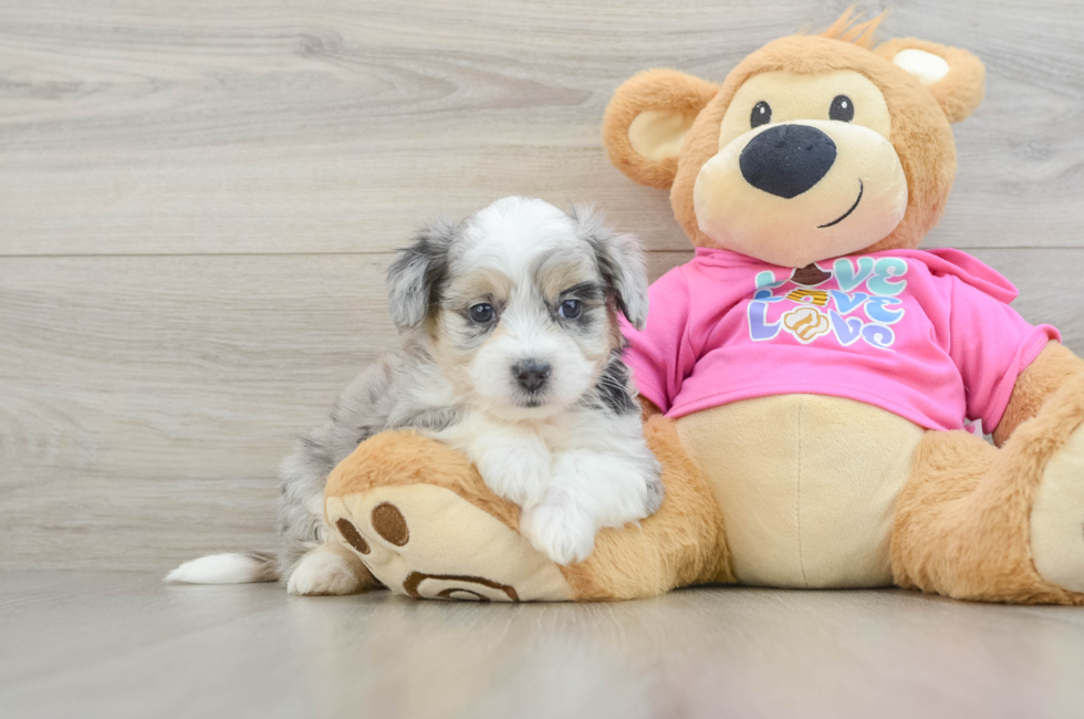 7 week old Aussiechon Puppy For Sale - Seaside Pups