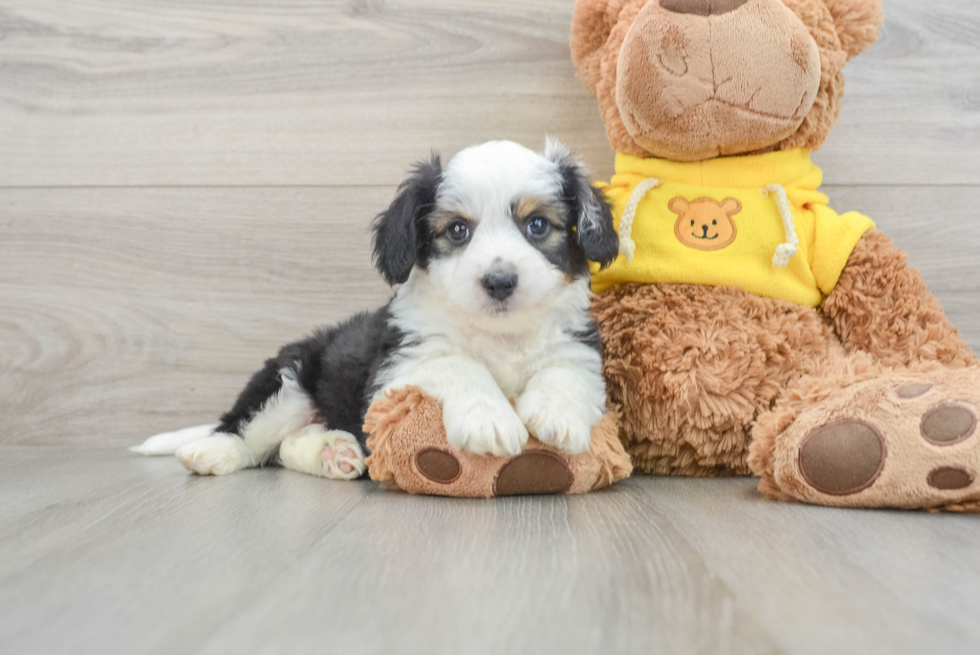 Aussiechon Puppy for Adoption