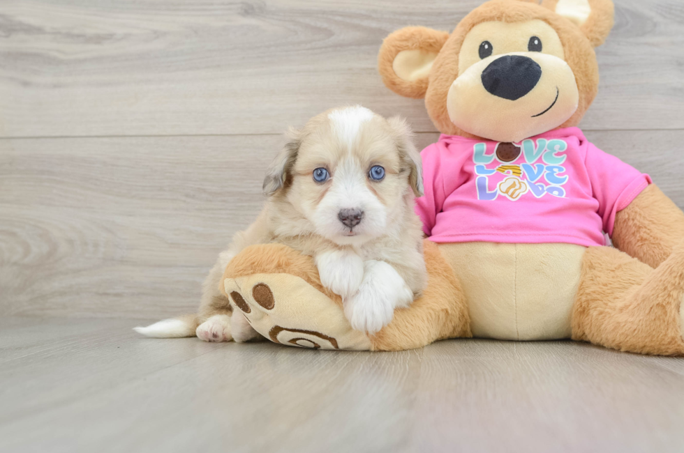 6 week old Aussiechon Puppy For Sale - Seaside Pups
