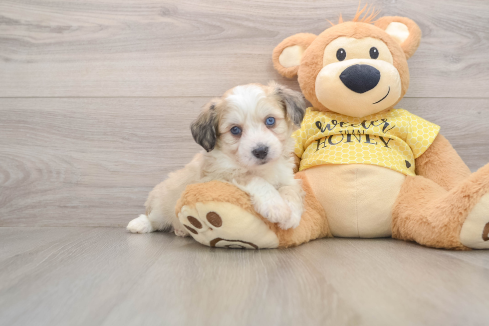 Aussiechon Puppy for Adoption