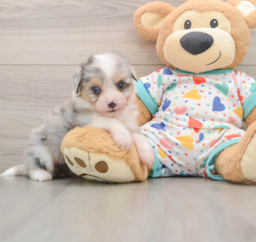 6 week old Aussiechon Puppy For Sale - Seaside Pups