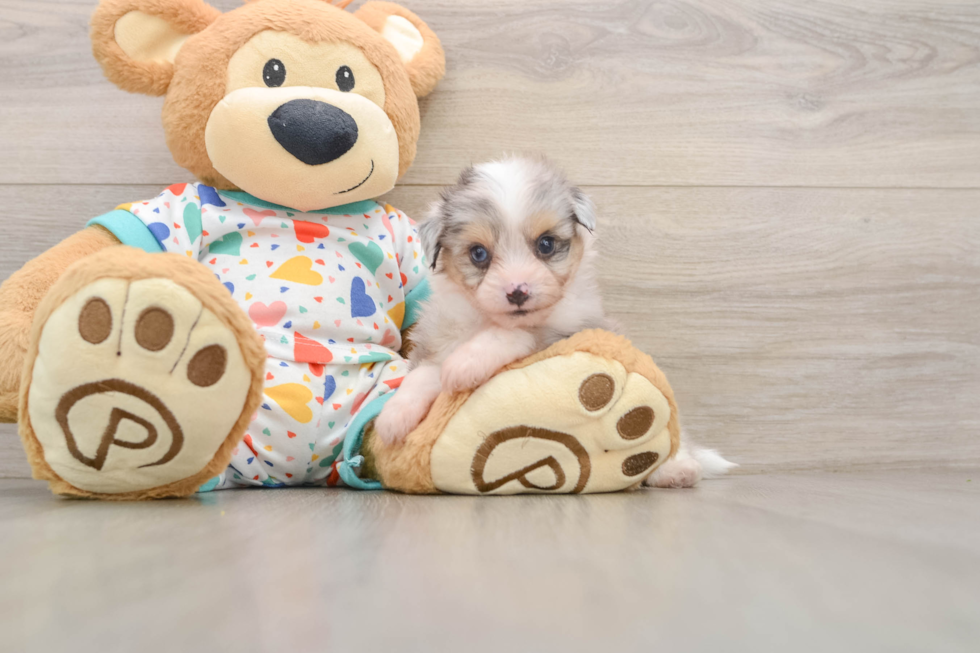 Aussiechon Puppy for Adoption