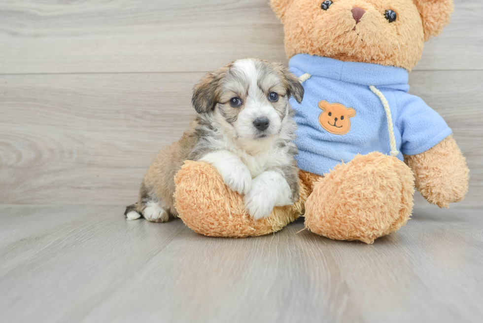 Aussiechon Puppy for Adoption