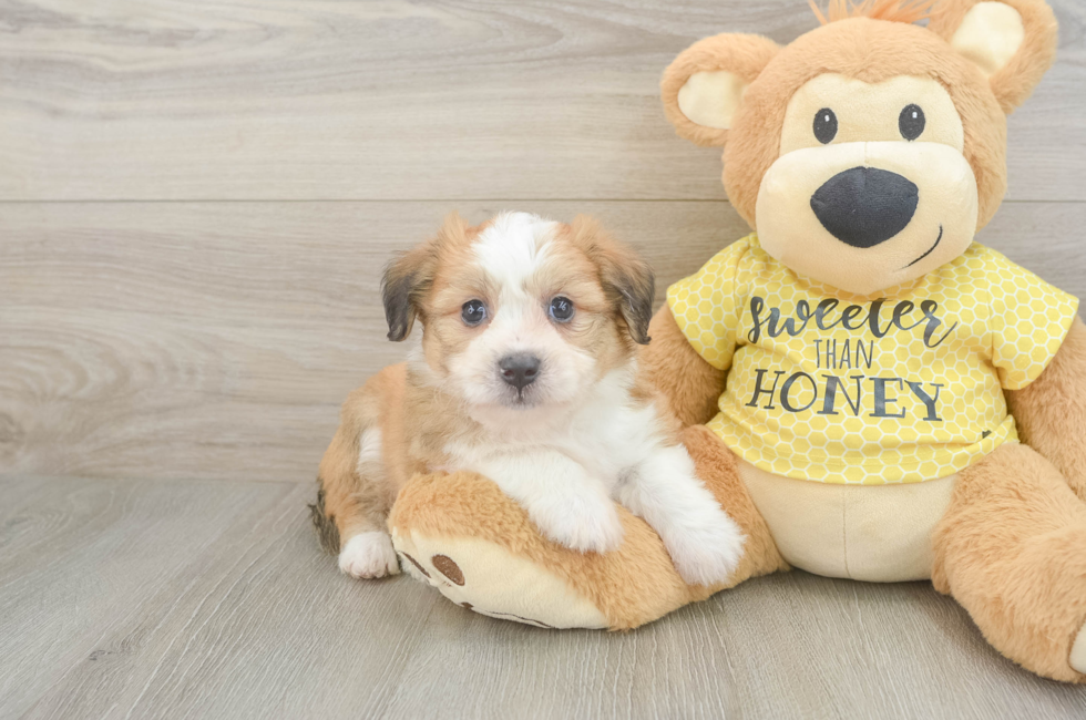 5 week old Aussiechon Puppy For Sale - Seaside Pups