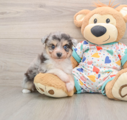 6 week old Aussiechon Puppy For Sale - Seaside Pups