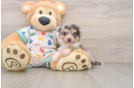 Petite Aussiechon Designer Pup