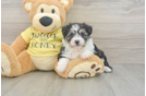 Small Aussiechon Baby