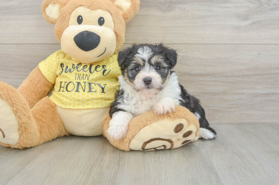 5 week old Aussiechon Puppy For Sale - Seaside Pups