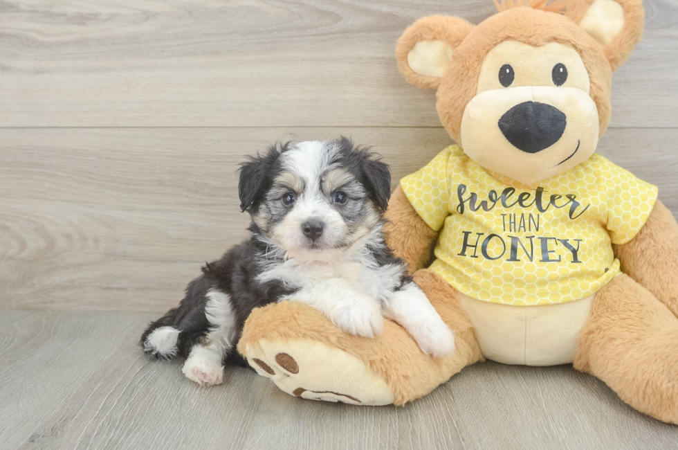 5 week old Aussiechon Puppy For Sale - Seaside Pups