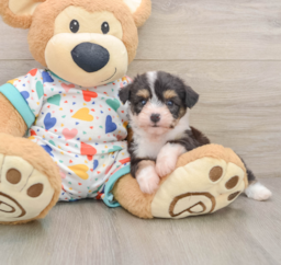 6 week old Aussiechon Puppy For Sale - Seaside Pups