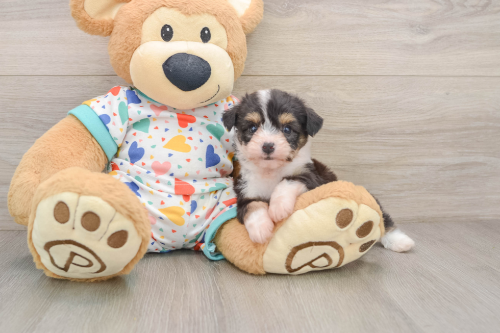 Aussiechon Puppy for Adoption