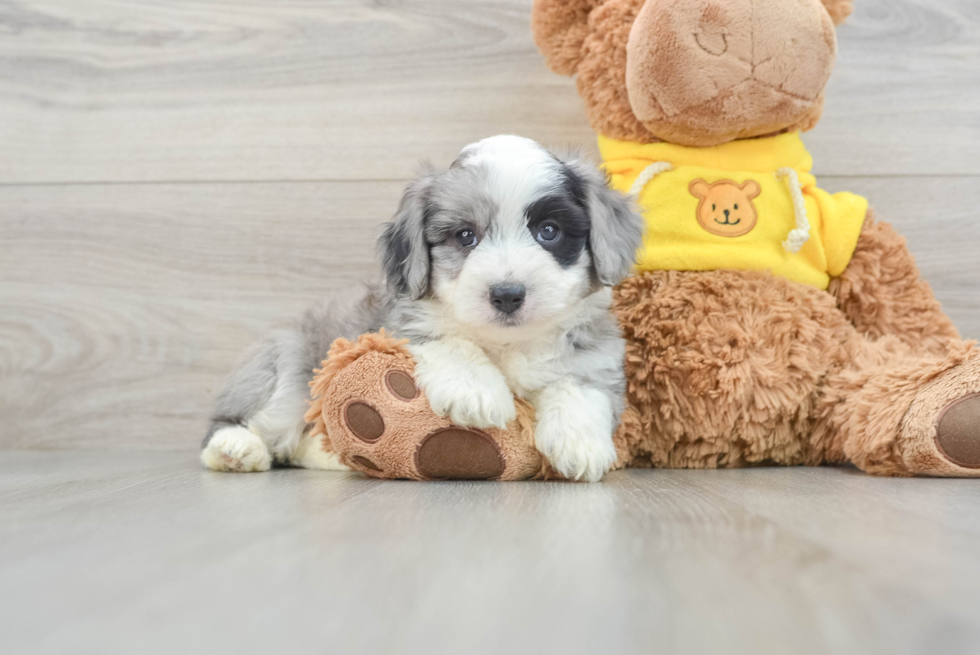 Sweet Aussiechon Baby