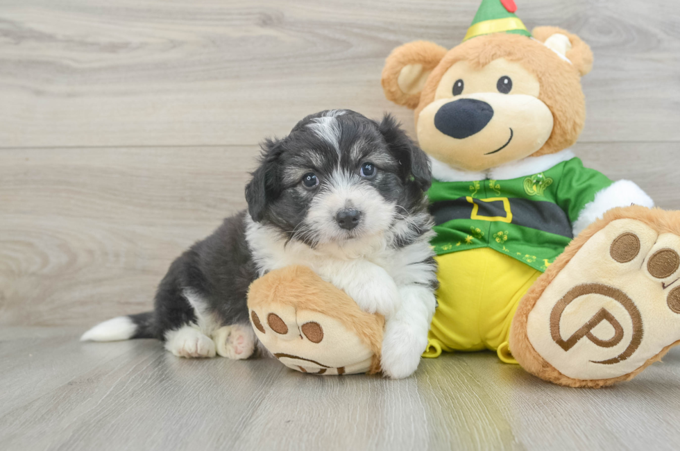 7 week old Aussiechon Puppy For Sale - Seaside Pups