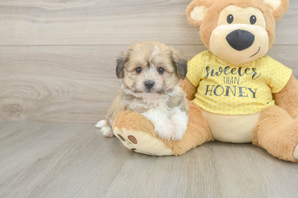 5 week old Aussiechon Puppy For Sale - Seaside Pups
