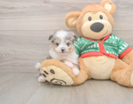 6 week old Aussiechon Puppy For Sale - Seaside Pups