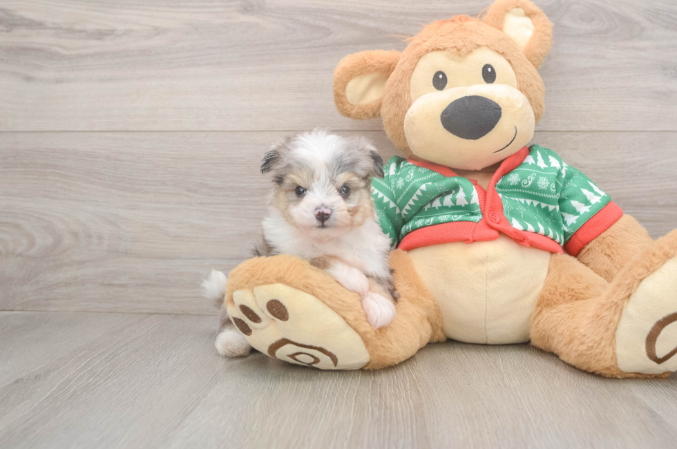 5 week old Aussiechon Puppy For Sale - Seaside Pups