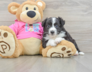 7 week old Aussiechon Puppy For Sale - Seaside Pups