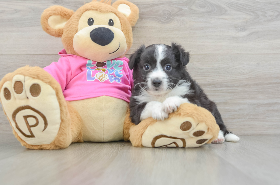7 week old Aussiechon Puppy For Sale - Seaside Pups