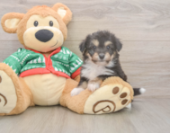 6 week old Aussiechon Puppy For Sale - Seaside Pups