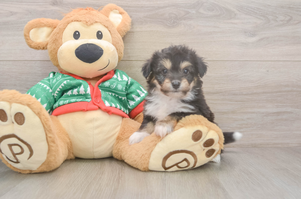 5 week old Aussiechon Puppy For Sale - Seaside Pups