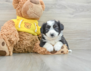 6 week old Aussiechon Puppy For Sale - Seaside Pups