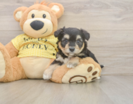 8 week old Aussiechon Puppy For Sale - Seaside Pups
