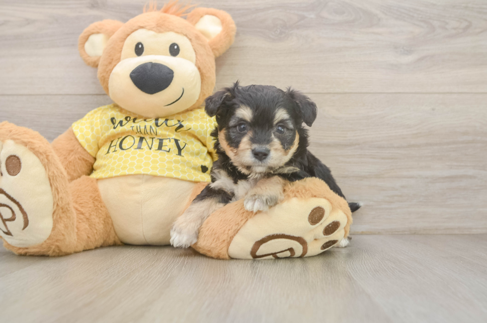 5 week old Aussiechon Puppy For Sale - Seaside Pups