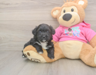 5 week old Aussiechon Puppy For Sale - Seaside Pups