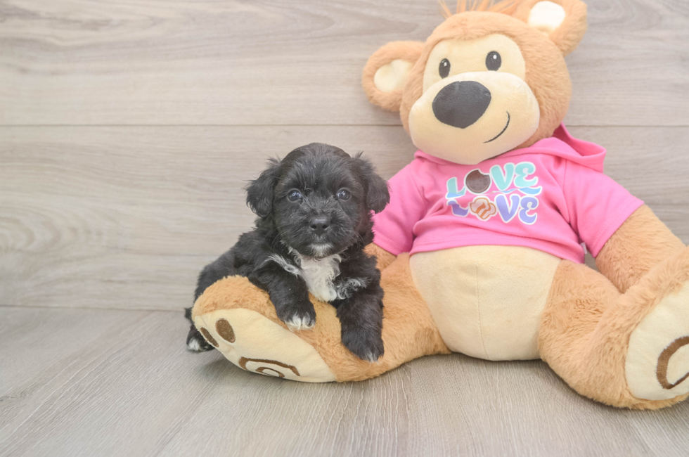 5 week old Aussiechon Puppy For Sale - Seaside Pups