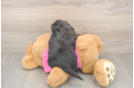Fluffy Aussiechon Designer Pup