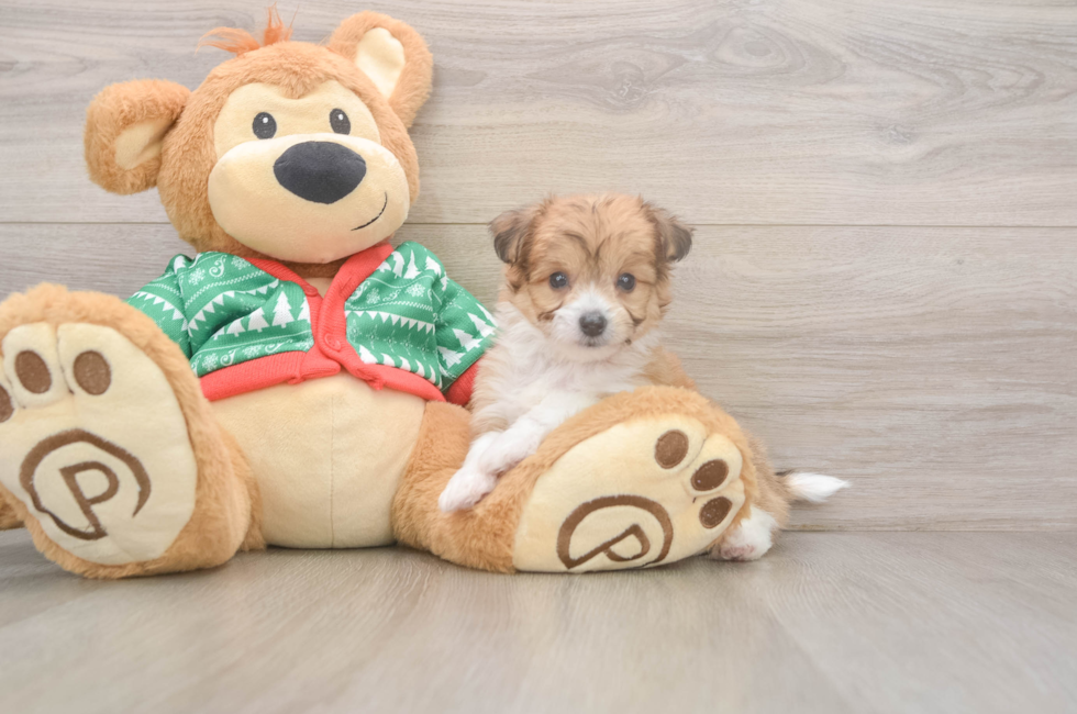 6 week old Aussiechon Puppy For Sale - Seaside Pups