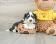 8 week old Aussiechon Puppy For Sale - Seaside Pups