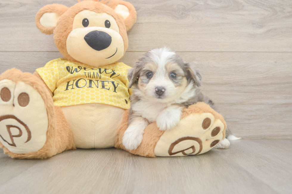 5 week old Aussiechon Puppy For Sale - Seaside Pups
