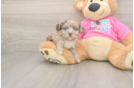 Best Aussiechon Baby