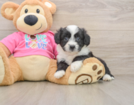7 week old Aussiechon Puppy For Sale - Seaside Pups