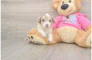 Aussiechon Puppy for Adoption