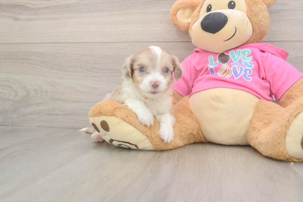 Aussiechon Puppy for Adoption